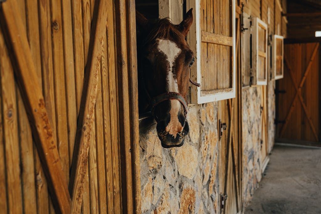 A Horse in Stables
