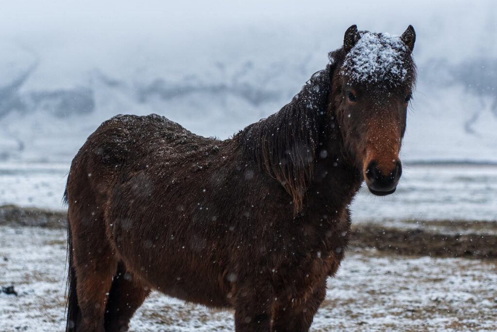 Horse in Snow